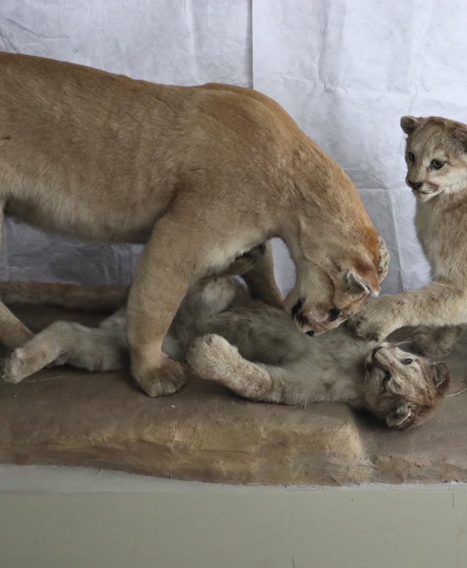 1968 163 1 Mountain Lion and cubs