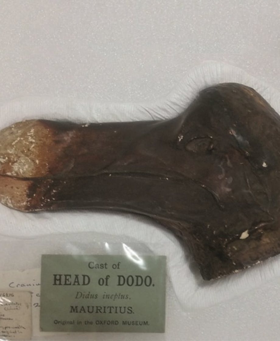 Dodo 2 650